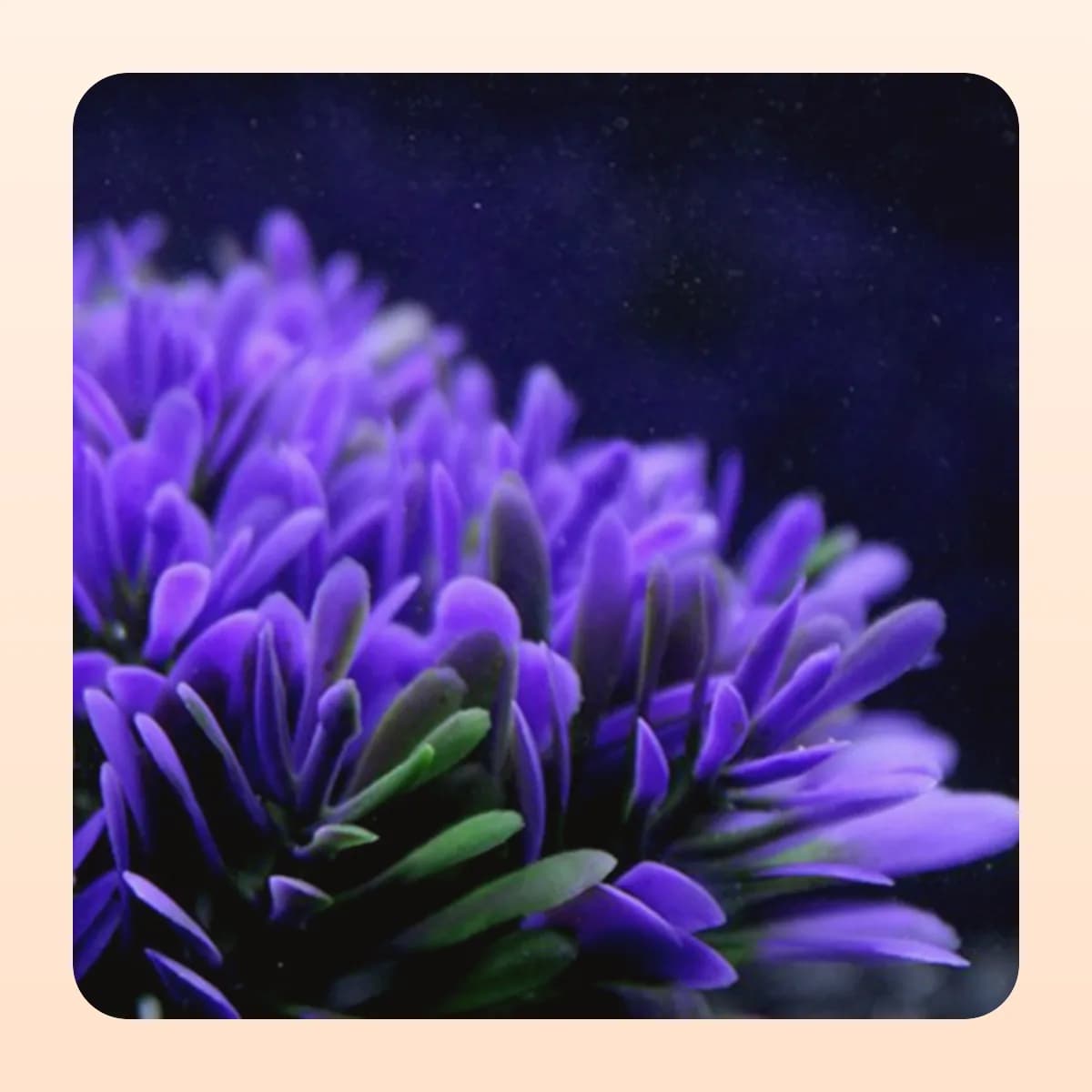 Close-up of the soft tips on the Kindral anemone ornament
