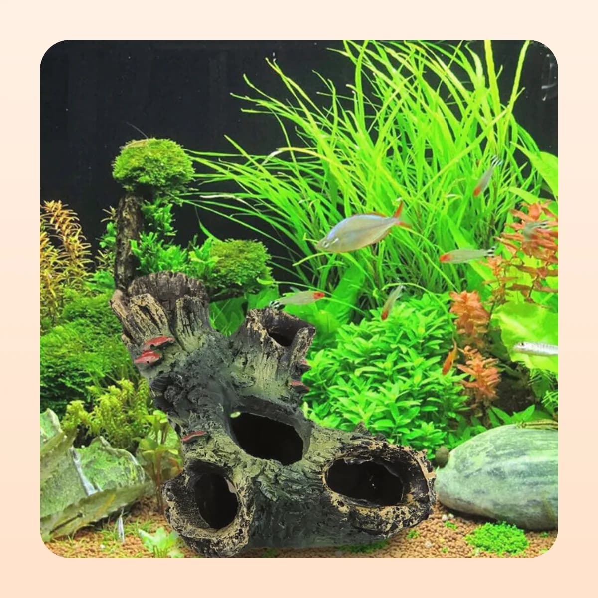 The Kindral driftwood branch among aquarium plants