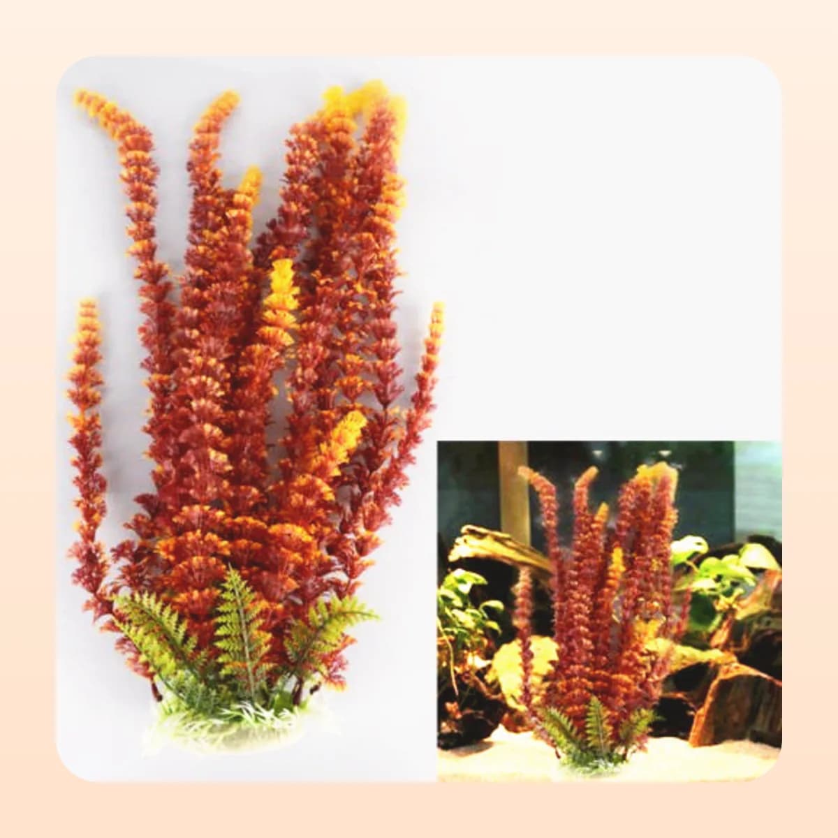 Kindral tall aquarium plant in red and green