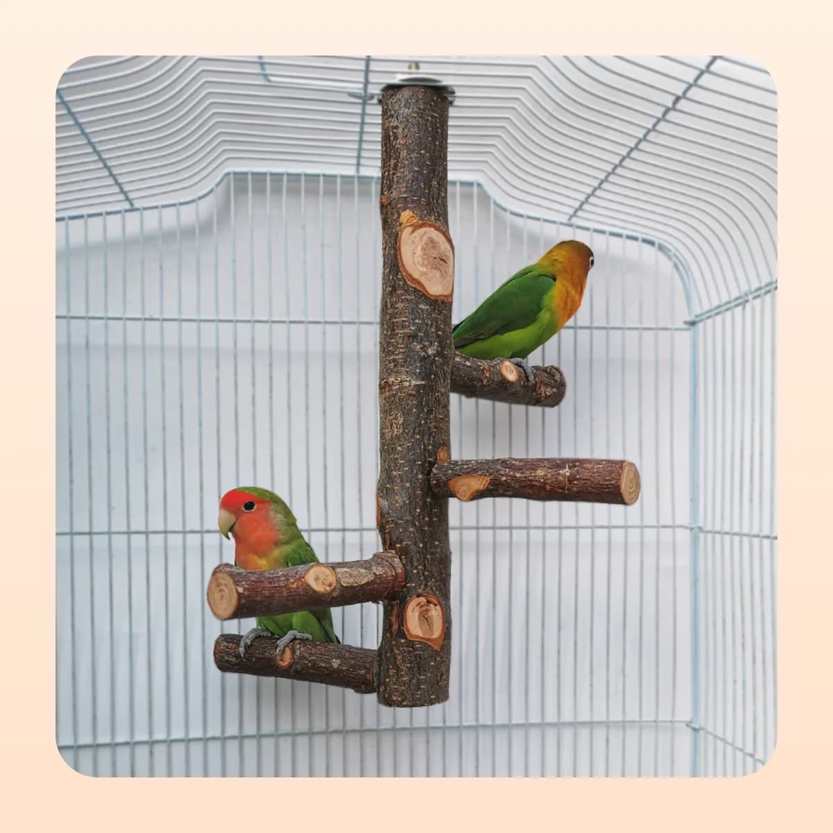 The Kindral apple wood perch fitted inside a cage