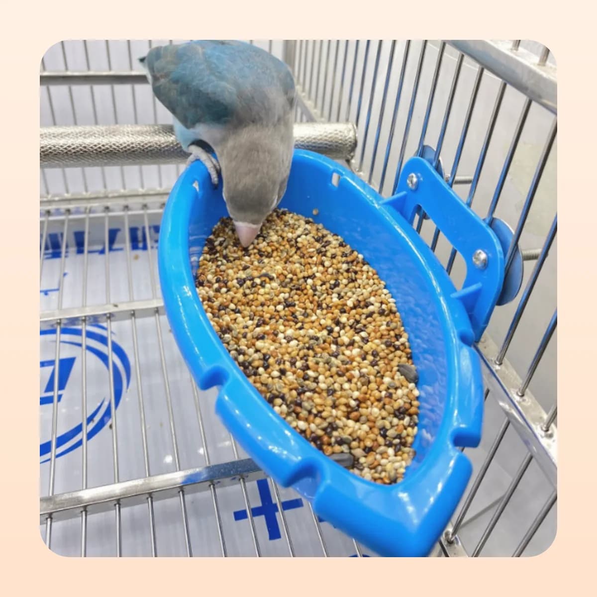 A budgie feeding from the Kindral cage bath basin