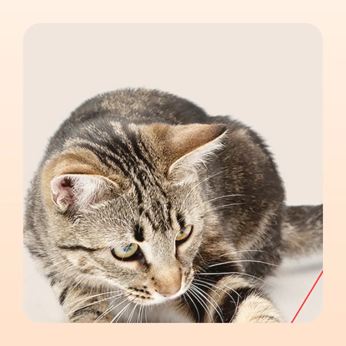 Kindral collar laser pendant in pink