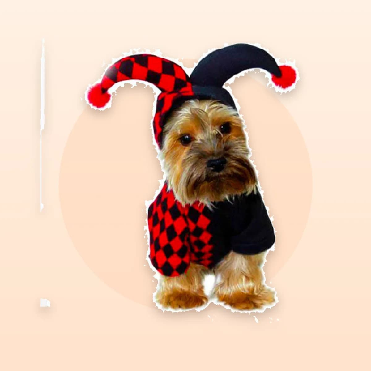 Yorkshire terrier wearing the Kindral harlequin jester costume