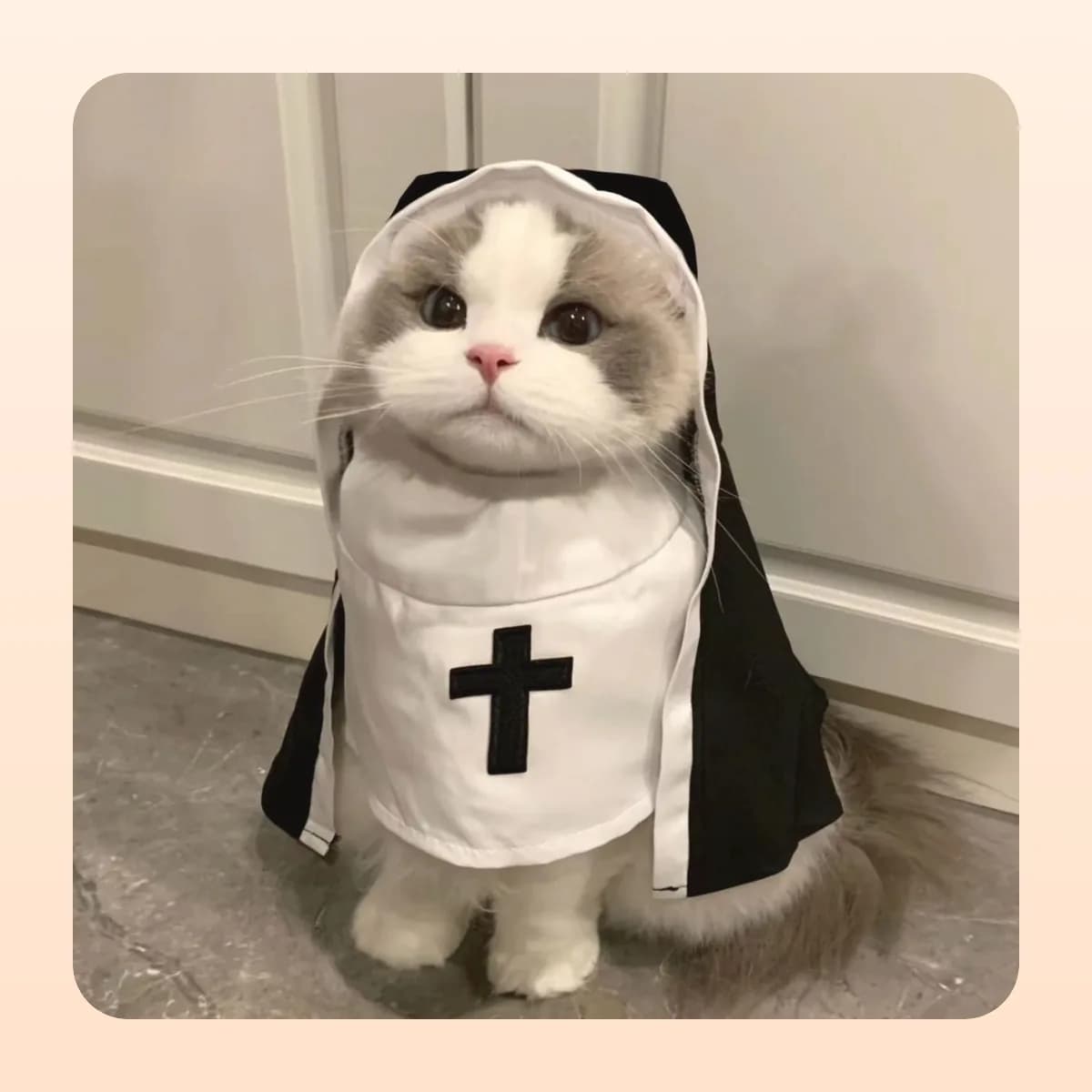 Cat wearing the Kindral hooded habit costume
