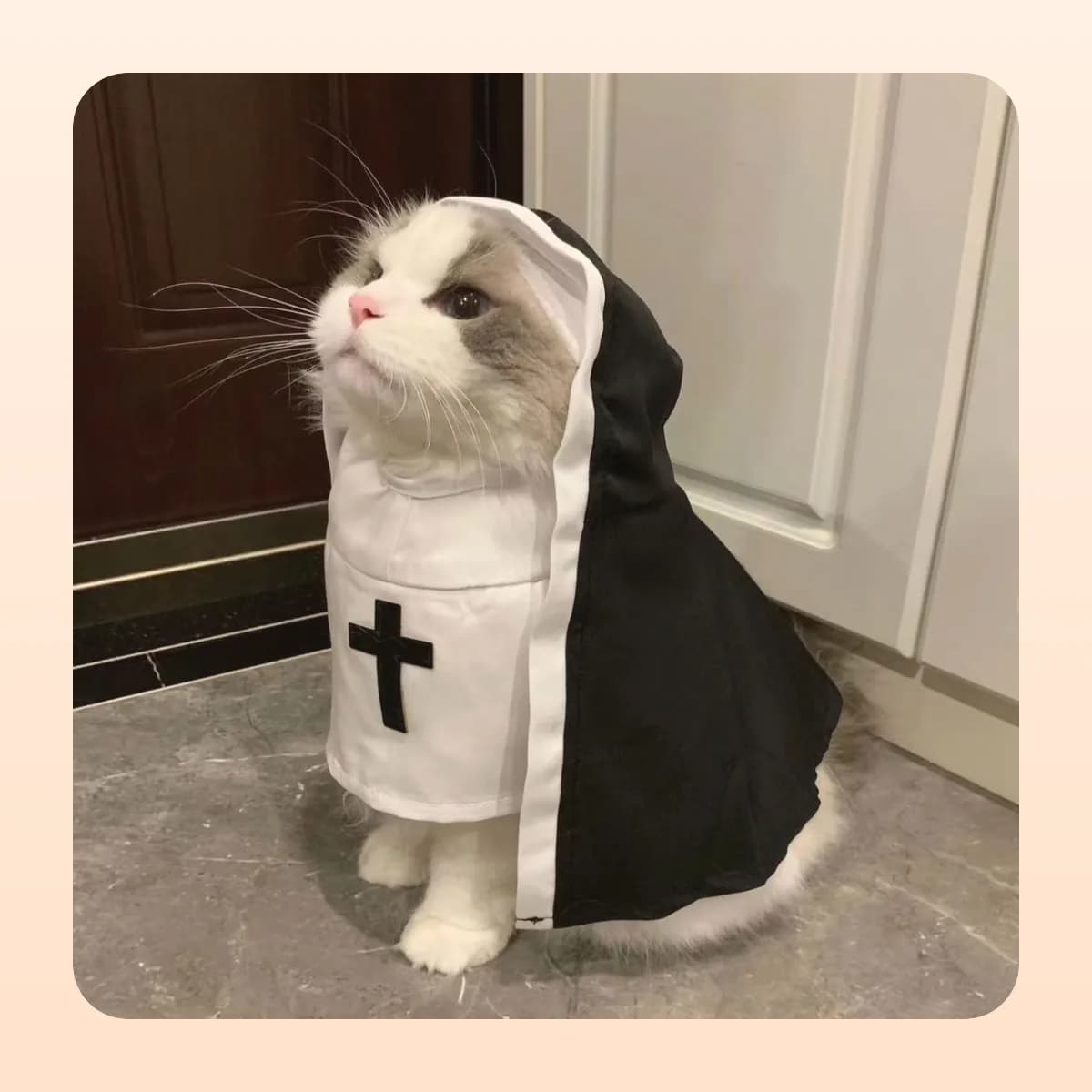 Cat in the Kindral hooded habit, side view