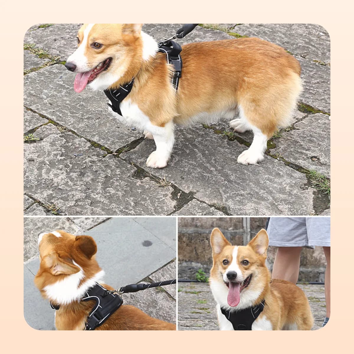 Corgi walking on lead in the Kindral no-pull harness