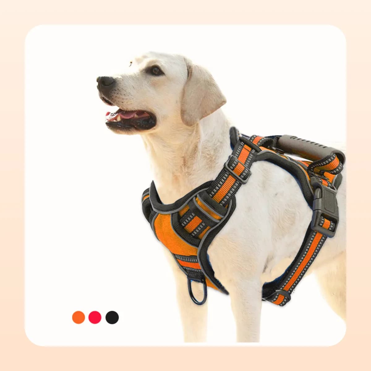 Labrador wearing the Kindral no-pull harness in orange