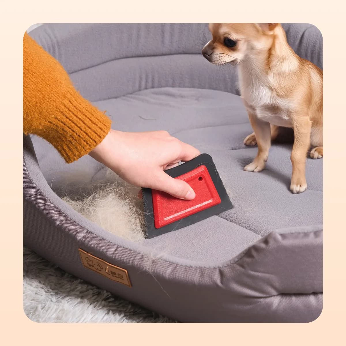 The Kindral hair remover pulling fur off a grey dog bed while a chihuahua watches