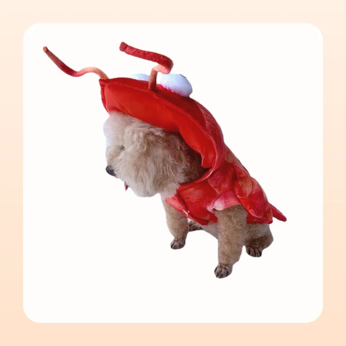 Lobster costume worn by a poodle, three-quarter view