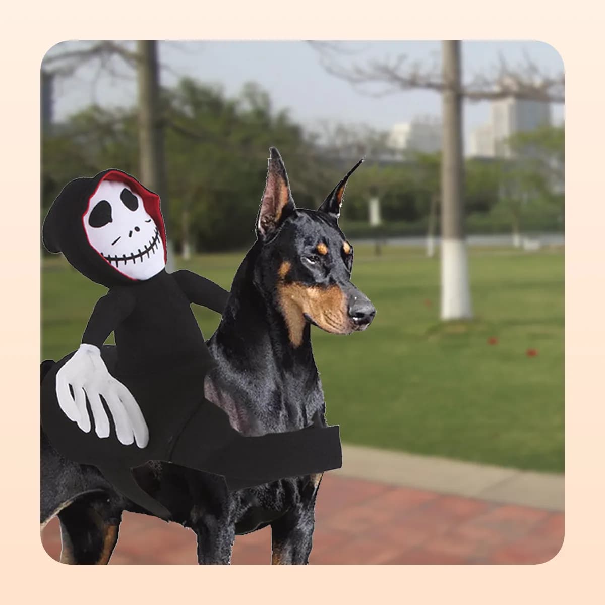 Reaper rider costume worn by a dobermann outdoors