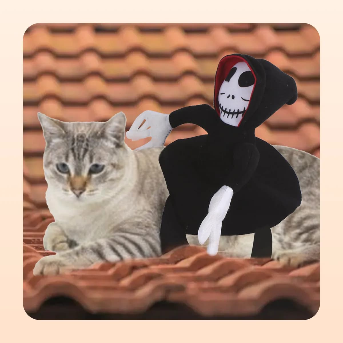 Reaper rider costume worn by a tabby cat