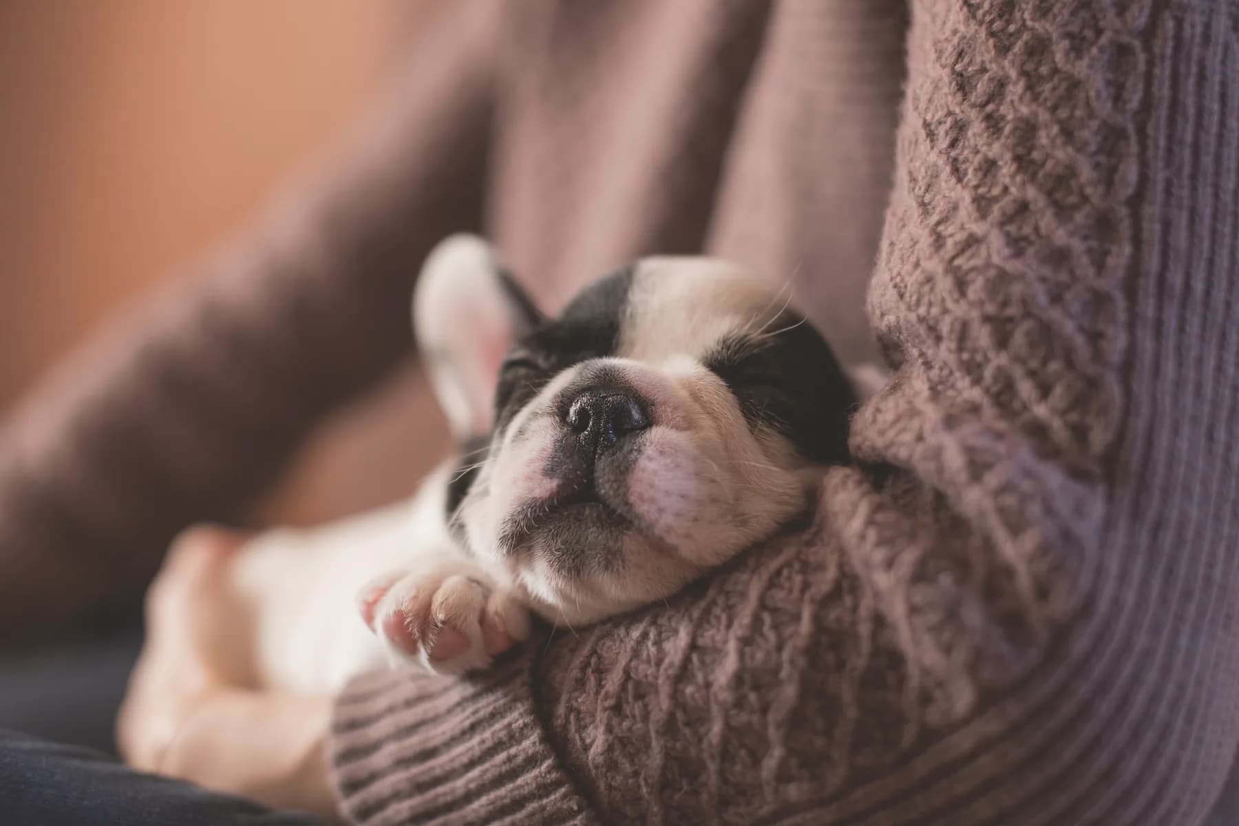 A sleeping puppy cradled in someone's arms