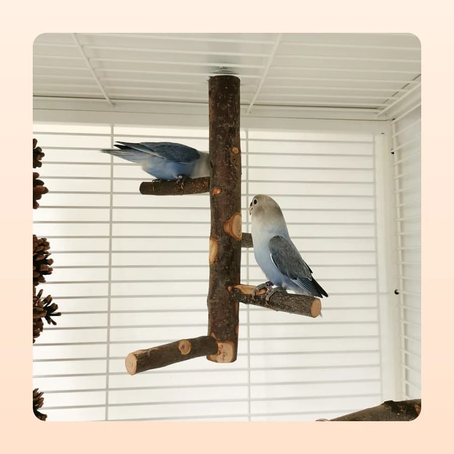 Cages & Perches