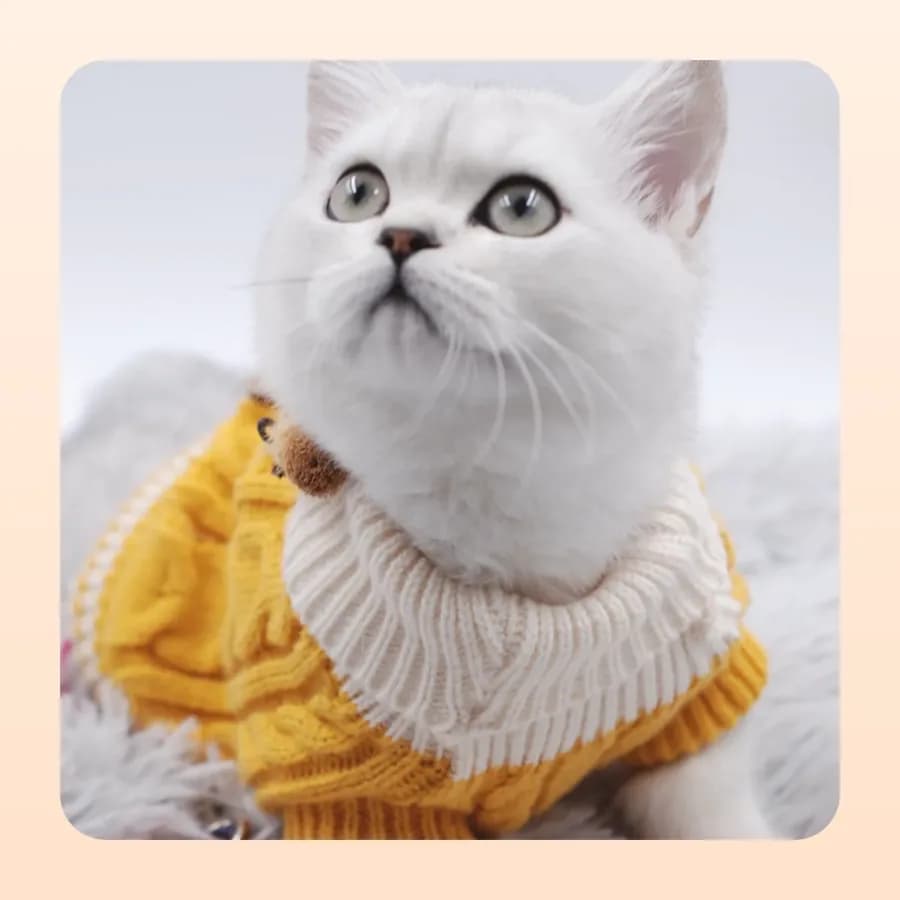 Cat Clothing